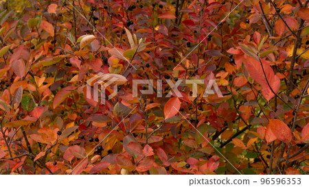 Black cotoneaster. Red leaves on a bush with black berries. Decorative plant - background, wallpaper. Autumn leaf color background. 96596353