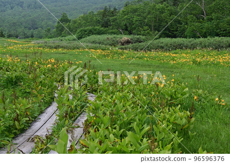Heavenly Garden, Alpine Plants, Nikko Kisuge, Nikko Kosuge 96596376