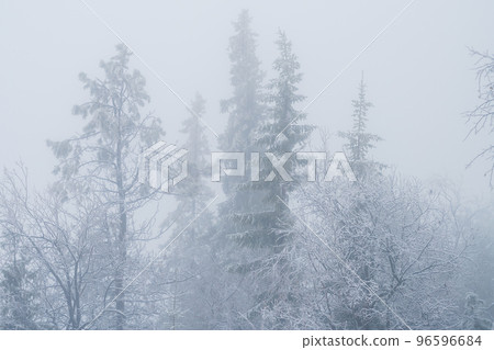 Silhouette of fir tree tops in fog 96596684