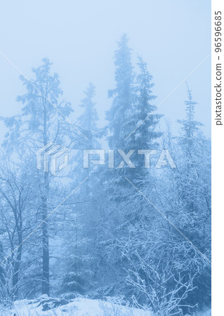 Silhouette of fir tree tops in fog 96596685