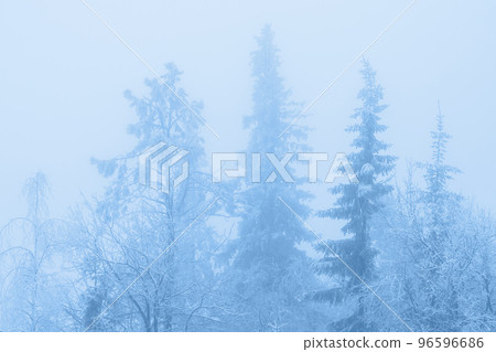 Silhouette of fir tree tops in fog 96596686