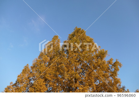 Scenery of autumn leaves Scenery of autumn leaves 96596860