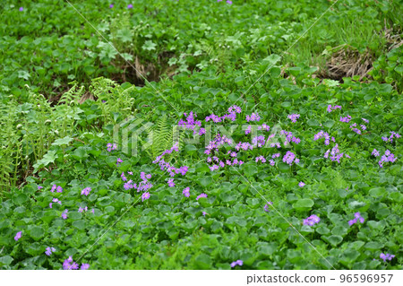 Garden in the sky, alpine plants, cypress, wild red chrysanthemum, wild chrysanthemum Garden in the sky, alpine plants, cypress, wild red chrysanthemum, wild chrysanthemum 96596957