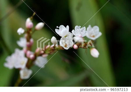 Flowers of white flower sakuratade 96597213