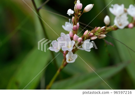 Flowers of white flower sakuratade 96597216