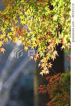 Autumn and autumn leaves 96597219