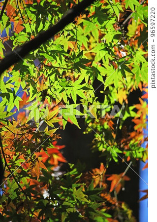 Autumn and autumn leaves 96597220