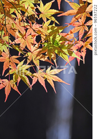 秋天和秋天的落葉 96597222