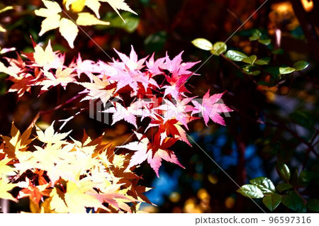 京都多田野之森 - 大規模的紅葉 96597316
