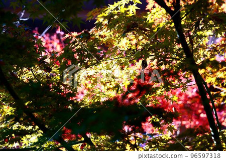 京都多田野之森 - 大規模的紅葉 京都多田野之森 - 大規模的紅葉 96597318