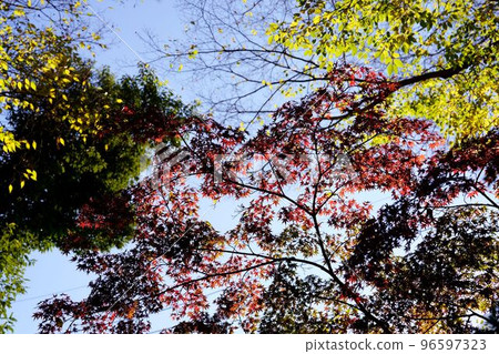 Kyoto Tadano no Mori - large-scale autumn foliage Kyoto Tadano no Mori - large-scale autumn foliage 96597323