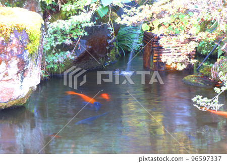 Japanese garden pond and coral 96597337