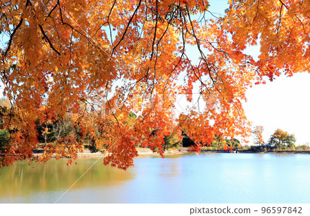 Lake in Autumn (Yoshimi Town, Saitama Prefecture) Lake in Autumn (Yoshimi Town, Saitama Prefecture) 96597842