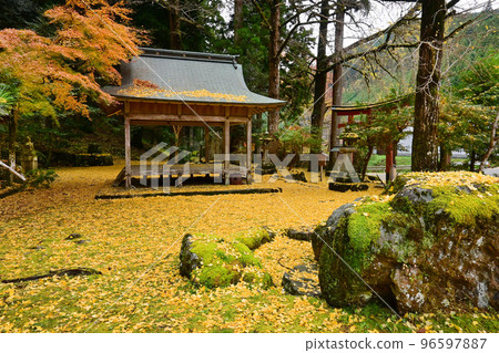 京都市岩戶大千葉神社,美麗的落葉銀杏地毯 京都市岩戶大千葉神社,美麗的落葉銀杏地毯 96597887