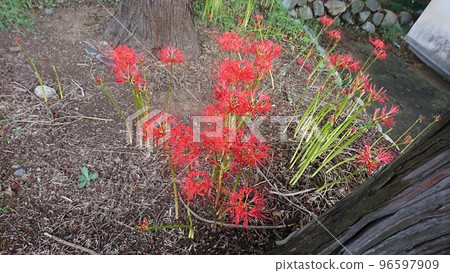 群集孤挺花 群集孤挺花 96597909