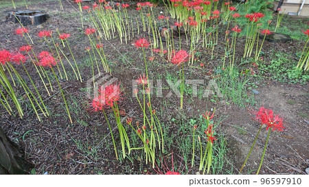 群集孤挺花 96597910