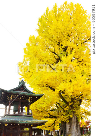 飛騨國分寺金光閃閃的大銀杏樹 飛騨國分寺金光閃閃的大銀杏樹 96597911
