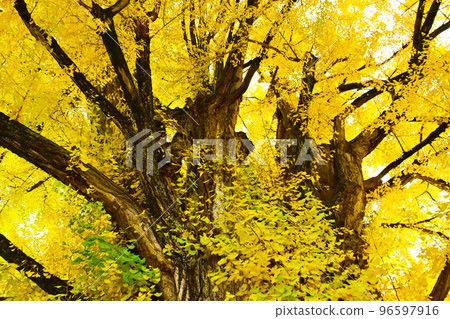 A large ginkgo tree shining in gold at Hida Kokubunji 96597916