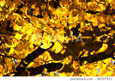 A large ginkgo tree shining in gold at Hida Kokubunji A large ginkgo tree shining in gold at Hida Kokubunji 96597931