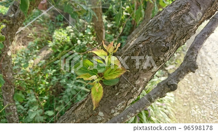 下午的時間 下午的時間 96598178