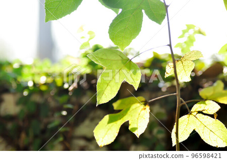 maple leaf, maple leaves or green leaf or Acer saccharum Marsh maple leaf, maple leaves or green leaf or Acer saccharum Marsh 96598421