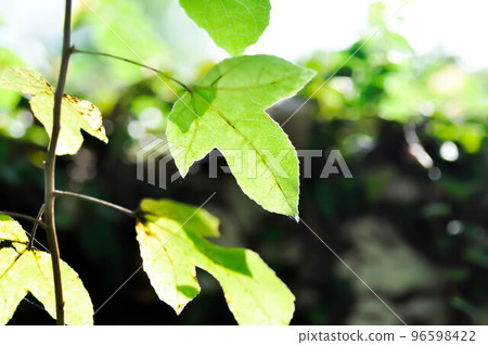 maple leaf, maple leaves or green leaf or Acer saccharum Marsh 96598422
