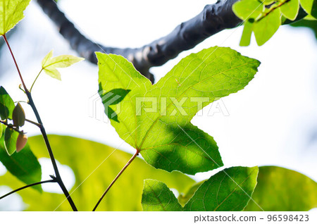 maple leaf, maple leaves or green leaf or Acer saccharum Marsh maple leaf, maple leaves or green leaf or Acer saccharum Marsh 96598423