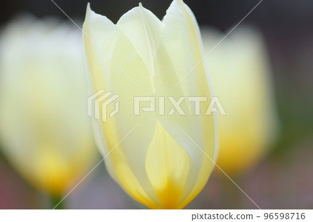 初夏公園 初夏公園 96598716