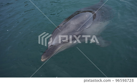 海豚農場島波海豚 海豚農場島波海豚 96598728