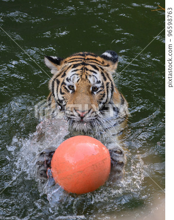 Amur tiger cub playing water polo Amur tiger cub playing water polo 96598763