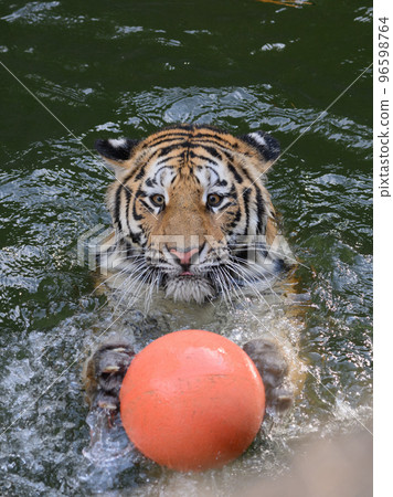 Amur tiger cub playing water polo 96598764