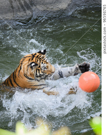 Amur tiger cub playing water polo 96598765