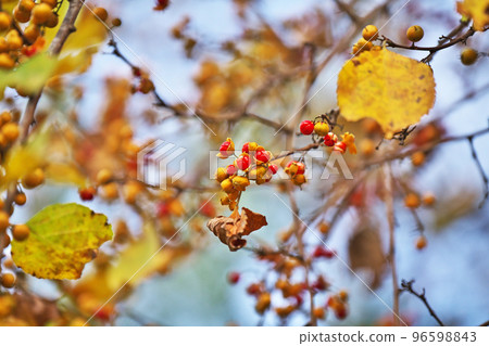 黃色和紅色刺莓(秋季、十一月) 黃色和紅色刺莓(秋季、十一月) 96598843