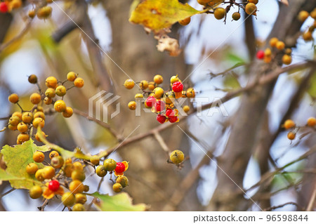Yellow and red thorn berries (autumn, November) 96598844