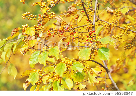 黃色和紅色刺莓(秋季、十一月) 黃色和紅色刺莓(秋季、十一月) 96598847