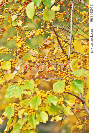 黃色和紅色刺莓(秋季、十一月) 黃色和紅色刺莓(秋季、十一月) 96598848