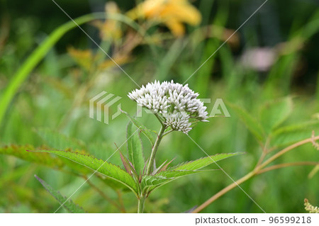 天庭、高山植物、大葉泉急、大葉川 96599218