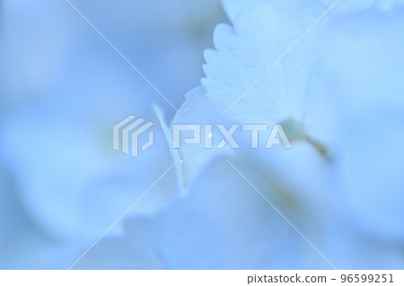 繡球花雨 繡球花雨 96599251