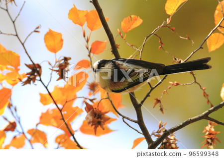 Autumn cute long-tailed 96599348