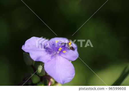 來到大村崎優草的食蚜蠅 來到大村崎優草的食蚜蠅 96599608