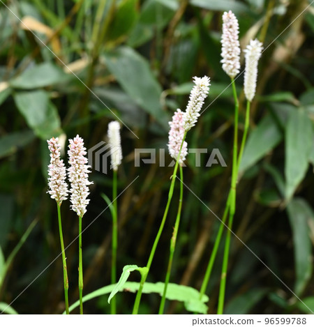 空中庭園 高山植物更科相馬 96599788