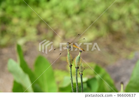 天空中的樂園 Yumatate Akane Red Dragonfly Akane Genus 天空中的樂園 Yumatate Akane Red Dragonfly Akane Genus 96600637