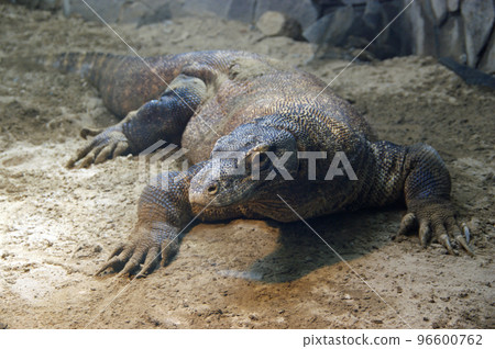 科莫多巨蜥 96600762