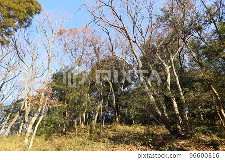 Winter forest 96600816