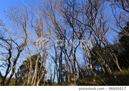 Winter forest 96600817
