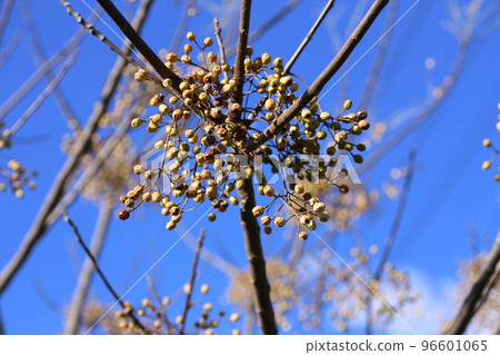 In the winter, the berries of china that shriveled up wrinkled. 96601065