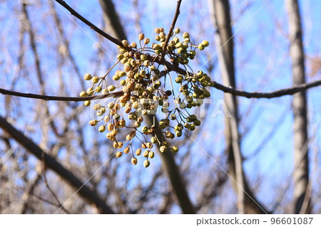 冬天，乾癟的瓷漿果皺巴巴的。 96601087