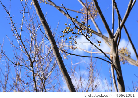 冬天，乾癟的瓷漿果皺巴巴的。 96601091