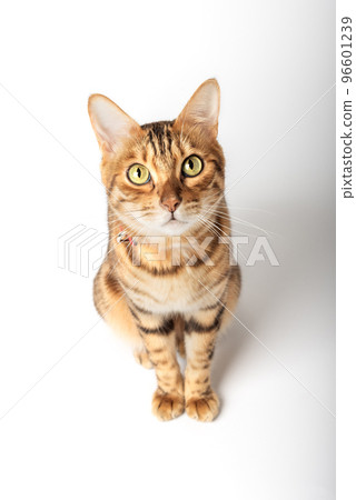 Cute bengal cat on a white background. Happy cat isolated. 96601239