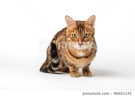 Portrait of a green-eyed Bengal cat on a white background. Portrait of a green-eyed Bengal cat on a white background. 96601245